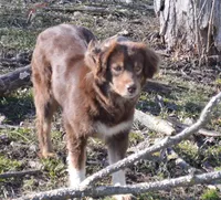 Sally, a female Miniature Australian Shepherd for sale in Waukon, IA – Photo 1 of 3