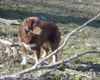 Sally, a female Miniature Australian Shepherd for sale in Waukon, IA – Photo 2 of 3