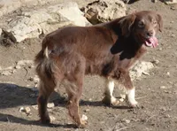 Sally, a female Miniature Australian Shepherd for sale in Waukon, IA – Photo 3 of 3