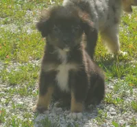 Comet, a male Miniature Australian Shepherd for sale in Waukon, IA – 2 of 6