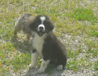 Scout, a female Miniature Australian Shepherd for sale in Waukon, IA – 2 of 7