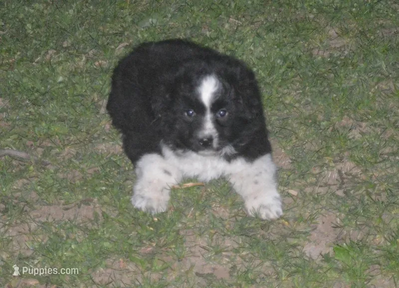 Baxter, a male Miniature American Shepherd for sale in Waukon, IA – Photo 1 of 2