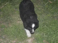 Baxter, a male Miniature American Shepherd for sale in Waukon, IA – Photo 2 of 2