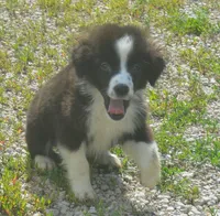 Scout, a female Miniature Australian Shepherd for sale in Waukon, IA – 4 of 7
