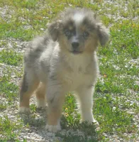 Nova, a female Miniature Australian Shepherd for sale in Waukon, IA – 4 of 5