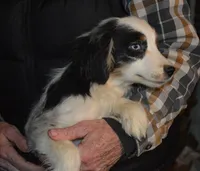 Skye, a female Miniature Australian Shepherd for sale in Waukon, IA – Photo 3 of 5
