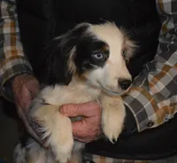 Skye, a female Miniature Australian Shepherd for sale in Waukon, IA – Photo 1 of 5