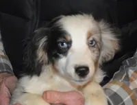 Skye, a female Miniature Australian Shepherd for sale in Waukon, IA – Photo 2 of 5