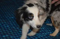 Skye, a female Miniature Australian Shepherd for sale in Waukon, IA – Photo 5 of 5