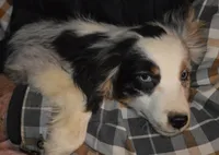 Skye, a female Miniature Australian Shepherd for sale in Waukon, IA – Photo 4 of 5