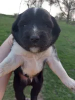 Button, a male Miniature Australian Shepherd for sale in Waukon, IA – Photo 7 of 9