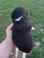 Button, a male Miniature Australian Shepherd for sale in Waukon, IA – Photo 8 of 9