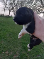 Button, a male Miniature Australian Shepherd for sale in Waukon, IA – Photo 9 of 9