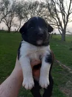 Button, a male Miniature Australian Shepherd for sale in Waukon, IA – Photo 6 of 9