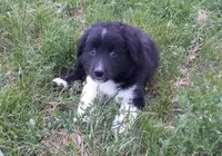 Button, a male Miniature Australian Shepherd for sale in Waukon, IA – Photo 5 of 9