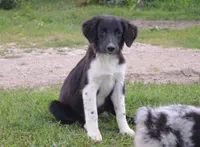 Button, a male Miniature Australian Shepherd for sale in Waukon, IA – Photo 1 of 9