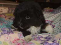 Barny, a male Miniature Australian Shepherd for sale in Waukon, IA – Photo 4 of 4