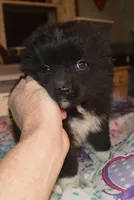 Barny, a male Miniature Australian Shepherd for sale in Waukon, IA – Photo 3 of 4