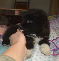 Barny, a male Miniature Australian Shepherd for sale in Waukon, IA – Photo 1 of 4