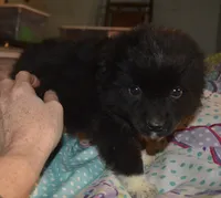 Barny, a male Miniature Australian Shepherd for sale in Waukon, IA – Photo 2 of 4