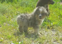 Sharky, a male Miniature Australian Shepherd for sale in Waukon, IA – 2 of 8