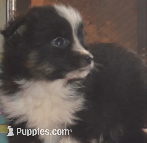 Vinnie, a male Miniature Australian Shepherd for sale in Waukon, IA – Photo 2 of 2