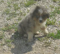 Sharky, a male Miniature Australian Shepherd for sale in Waukon, IA – 6 of 8