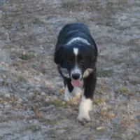 Cookie, a female Miniature Australian Shepherd for sale in Waukon, IA – Photo 4 of 7