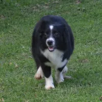 Cookie, a female Miniature Australian Shepherd for sale in Waukon, IA – Photo 3 of 7