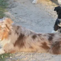 Cookie, a female Miniature Australian Shepherd for sale in Waukon, IA – Photo 6 of 7