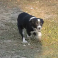 Cookie, a female Miniature Australian Shepherd for sale in Waukon, IA – Photo 7 of 7