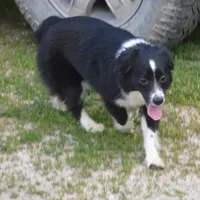 Cookie, a female Miniature Australian Shepherd for sale in Waukon, IA – Photo 2 of 7