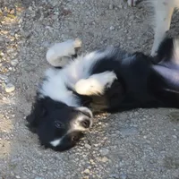 Cookie, a female Miniature Australian Shepherd for sale in Waukon, IA – Photo 5 of 7