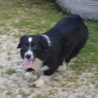 Cookie, a female Miniature Australian Shepherd for sale in Waukon, IA – Photo 1 of 7