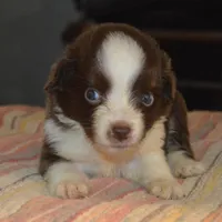 Rose, a female Miniature Australian Shepherd for sale in Waukon, IA – Photo 2 of 4
