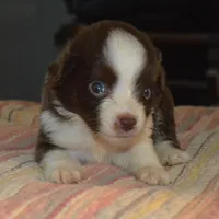 Rose, a female Miniature Australian Shepherd for sale in Waukon, IA – Photo 1 of 4