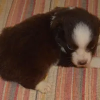 Rose, a female Miniature Australian Shepherd for sale in Waukon, IA – Photo 3 of 4