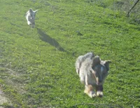 Maxi, a female Miniature American Shepherd for sale in Waukon, IA – Photo 6 of 6