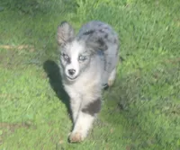 Maxi, a female Miniature American Shepherd for sale in Waukon, IA – Photo 4 of 6