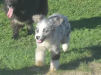 Maxi, a female Miniature American Shepherd for sale in Waukon, IA – Photo 2 of 6