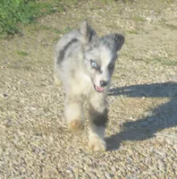 Maxi, a female Miniature American Shepherd for sale in Waukon, IA – Photo 5 of 6
