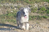 Maxi, a female Miniature American Shepherd for sale in Waukon, IA – Photo 3 of 6