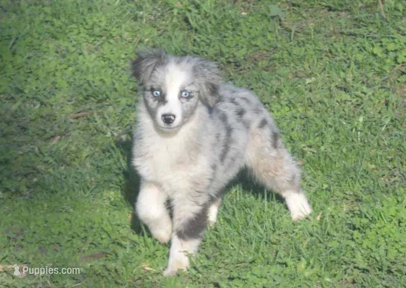 Maxi – Miniature American Shepherd puppy for sale in Waukon, IA