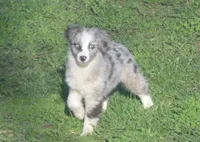 Maxi, a female Miniature American Shepherd for sale in Waukon, IA – Photo 1 of 6