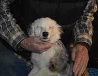 Hedge Hog, a male Miniature Australian Shepherd for sale in Waukon, IA – Photo 2 of 4