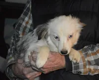 Hedge Hog, a male Miniature Australian Shepherd for sale in Waukon, IA – Photo 4 of 4