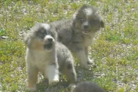Nova, a female Miniature Australian Shepherd for sale in Waukon, IA – 3 of 5