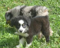 Daisy, a female Miniature Australian Shepherd for sale in Waukon, IA – Photo 2 of 7
