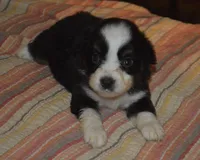 Daisy, a female Miniature Australian Shepherd for sale in Waukon, IA – Photo 7 of 7