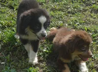 Daisy, a female Miniature Australian Shepherd for sale in Waukon, IA – Photo 6 of 7